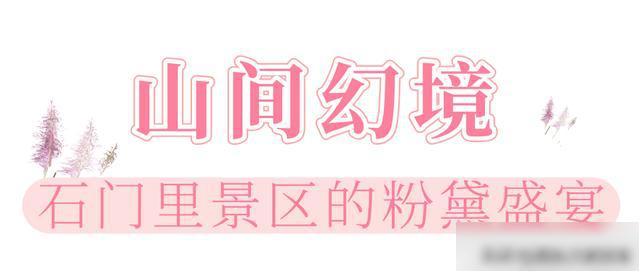 【乐游烟台】美到犯规！直击烟台各地粉黛花海实况