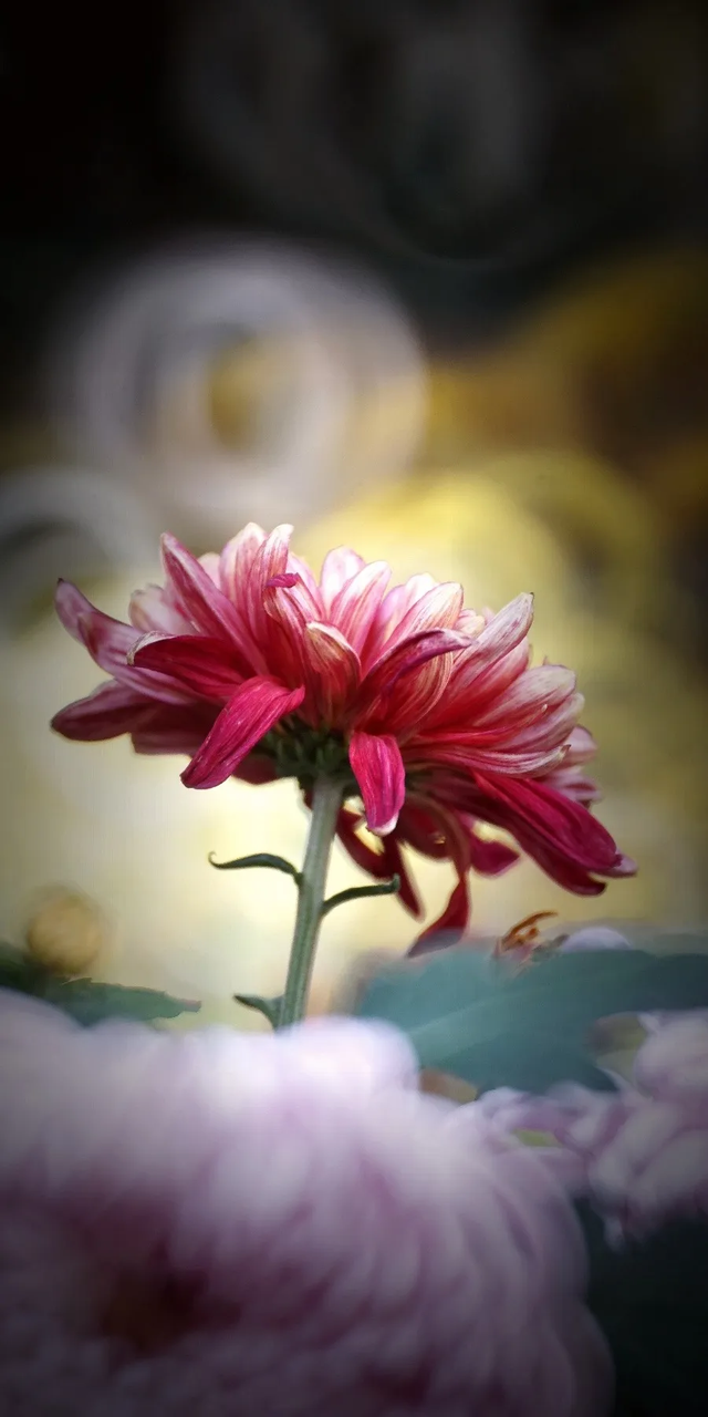 “含秋量”爆棚！快来昙华寺赏菊