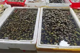螺蛳正大量上市！杭州人年年追着吃！老板凌晨4点开工：每天能卖一两千斤图片