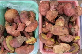 野生菌落潮价格上涨 售价150—400元/公斤图片