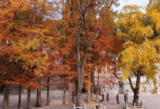 “暴力黄”全开！汨罗江雾、水垅村银杏……惊艳登场