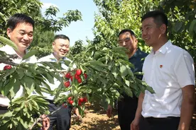 金融活水润泽县域经济 | 今年的樱桃别样甜图片