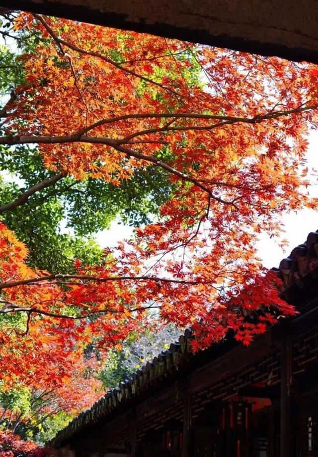 周末去打卡丨红了！吴江追“枫”宝典请收藏