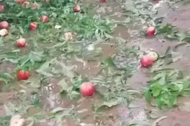 山东蒙阴突降冰雹砸烂蜜桃，当地：保险公司正开展理赔图片