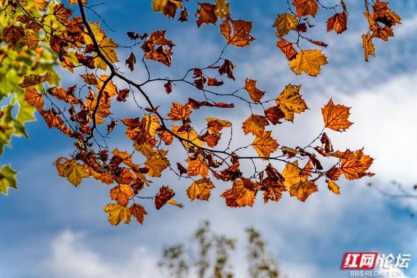 岁暖时刻丨长沙岳麓区藏着条林道，一步是一景