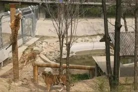 石家庄市动物园东北虎产下四胞胎图片