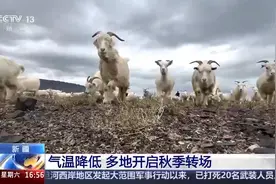 民警化身“护牧队” 为新疆牧区秋季转场护航图片