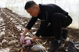 刘楼乡：一村一策一产业带动群众增收图片