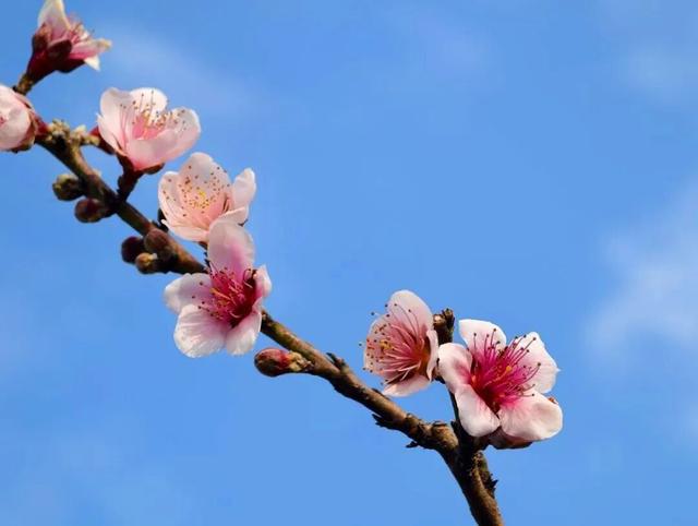 粉色风暴来袭！花雨芬芳，东川这里桃花已燃！