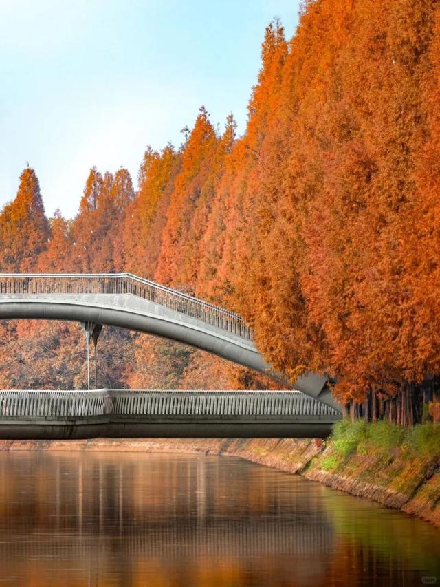 别错过，成都公园里的绝美冬景！