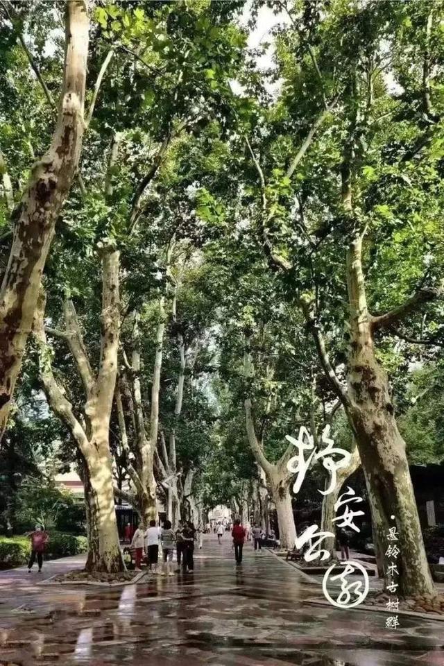 静安公园最后一天开放，老茶客：暂时去人民公园过渡一下！最新改造效果图公布：拆除围墙，新增出入口