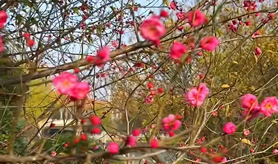 踏雪寻梅！来河南邂逅冬日限定浪漫吧