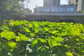 【商洛作文大赛】荷花的颜色艳丽夺目，粉的好似一张张婴儿那可爱的脸蛋图片