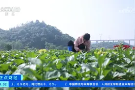 蔬菜供应基础扎实 全国蔬菜价格下降图片