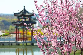 快瞧！如月湖湿地公园里藏着一片“花花世界”图片