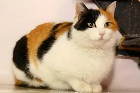 流浪猫伤人提供爱心纸箱者需担责吗？流浪猫伤人让提供纸箱者赔偿被驳回图片