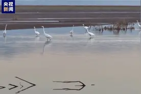 多种珍稀候鸟齐聚 冬日夕阳下黄河内蒙古乌海段美丽如画图片