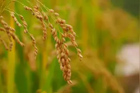 凉山州普格县：把饭碗端牢 让农民的腰包鼓得更足图片