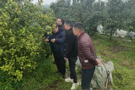 江西赣县：抢抓晴好天气 科技助力防治黄龙病图片