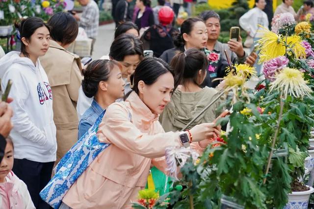 镇海老城金秋菊展来啦！这些地标等你打卡→