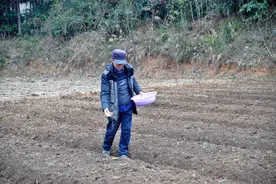 岑巩县羊桥乡：前胡有“钱”景 增收有希望图片