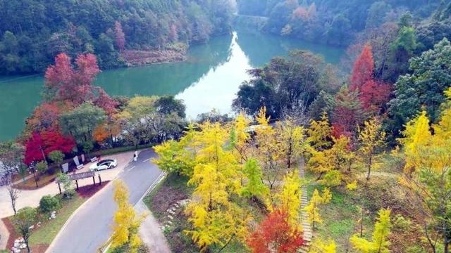韶关南雄：莫道岭南秋来晚，帽子峰前始见金