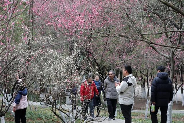 相山公园，花开成海！