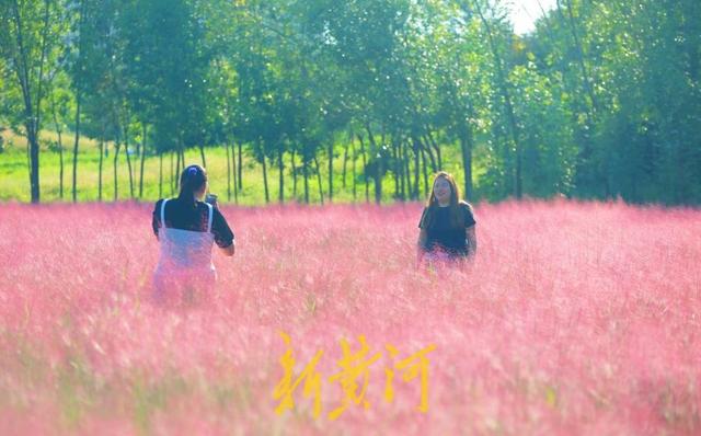 滨州喜鹊湖：秋日粉黛，如梦花海