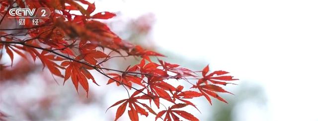 “冰雪+补贴”“彩林+温泉”“秋假+研学”齐发力 文旅市场激荡消费新活力