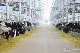 三问新疆草食家畜“二代身份证”图片