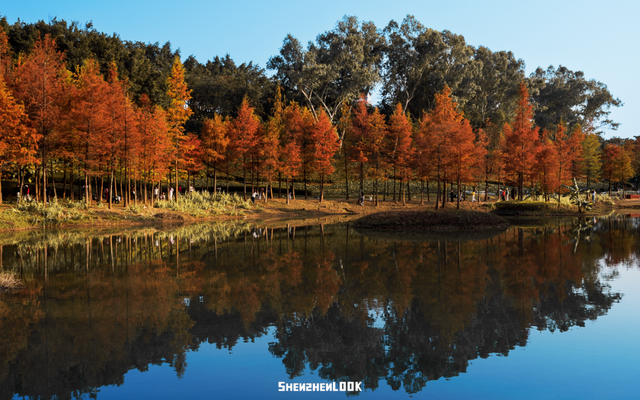 深圳落羽杉！红！了！