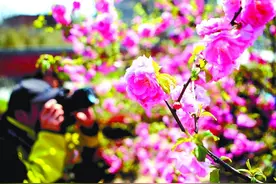 【新闻早茶】河北本周或入春，石家庄最高气温或冲击29℃！还有这些热点……图片