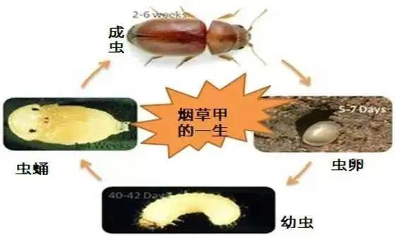 会飞、会爬，不少人家中出现！提醒：发现请立刻扔掉