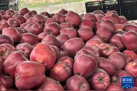 花牛缘何“牛”——一颗红苹果的产业之路图片