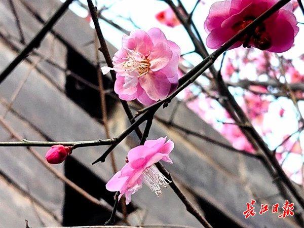 三梅争艳，武汉园博园藏着一只超级“花篮”