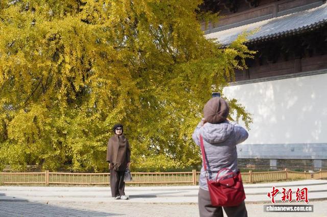 浙江桐乡：千年银杏换上“金装” 吸引游客打卡