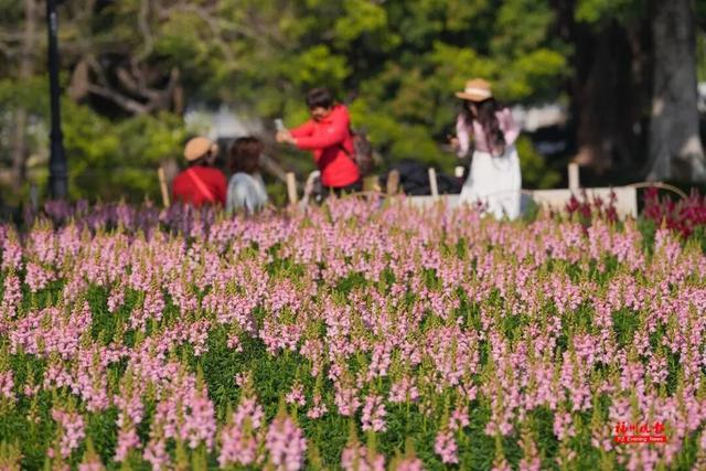8000㎡！福州金鱼草花海上线！地铁直达