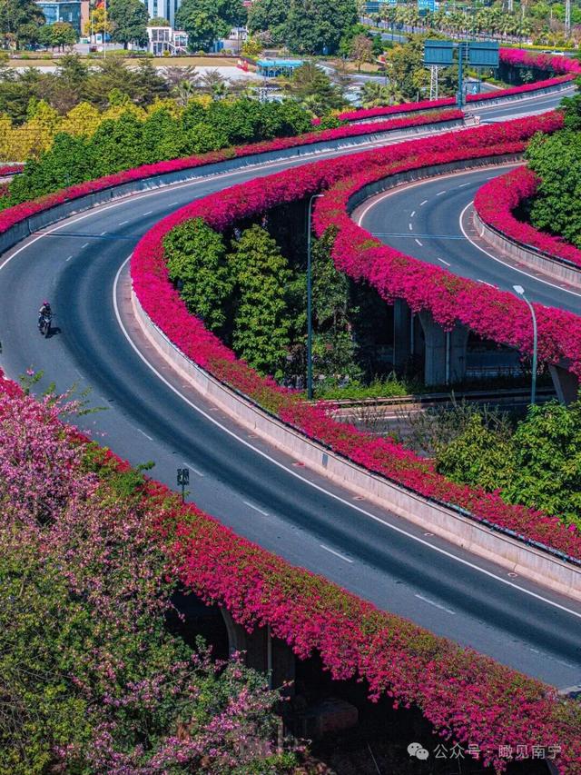 秋染良庆！异木棉粉、三角梅艳，这片土地藏着最缤纷的秋日浪漫