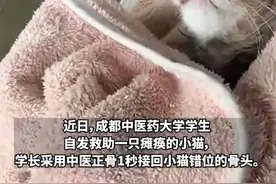 太帅了！女生路边捡到瘫痪猫咪，中医学生为其正骨、针灸，1秒接回错位骨头图片