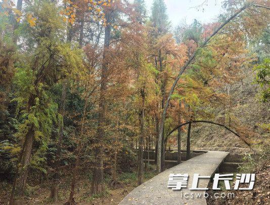 冬季“暖经济“升温，长沙县路口镇“温泉+森林“康养游受热捧