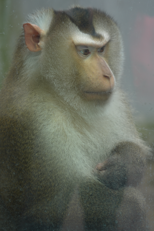 比电影还上头，重庆现实版“疯狂动物城”，超好逛！