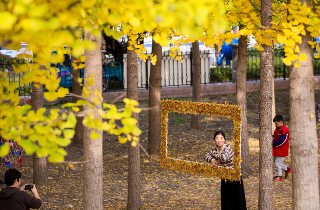 赴一场黄河与银杏的约会！金色银杏林成深秋“顶流”打卡地