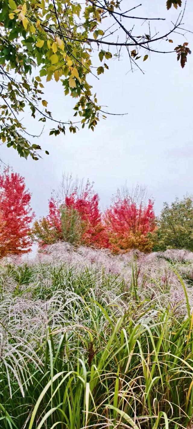 藏不住了！副中心这条4.4公里“红叶大道”，美到封神