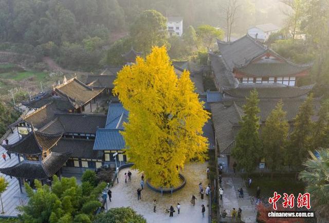 重庆：千年银杏树换“金装”  满目金黄引游人