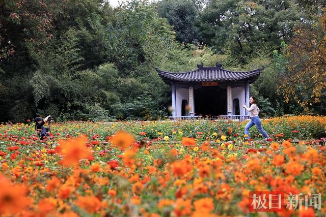 武汉东湖磨山披“彩衣”，深秋画卷引客来