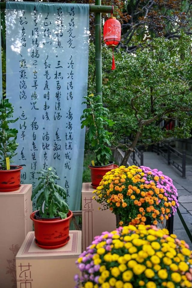 新华社+《国家地理》推荐 快来打卡山东秋景限定款