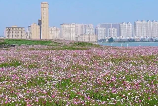 10万平！大庆市区内，又冒出一大片格桑花海