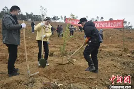 油茶树成“绿色存折” 广西柳州捧出“生态金碗”图片