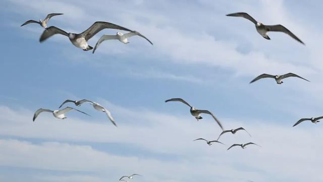 青岛“鸥”耶！在奥帆“追鸥逐浪”，背景板是城市天际线！