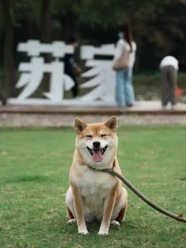 在苏家理想村，一场乡野游乐集正等你赴约